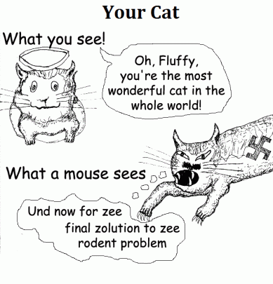 Your Cat copy
